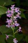 Small purple fringed orchid <BR>Lesser purple fringed orchid